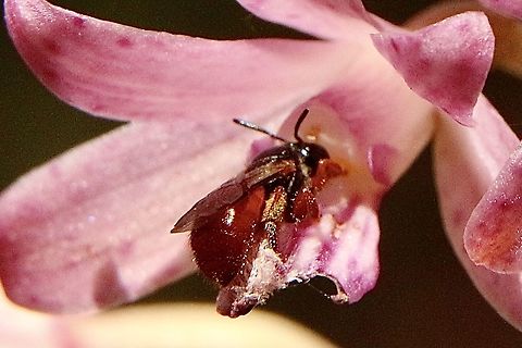 Exoneura bicolor a small native bee visiting flower of orchid species Dipodium roseum The bee is only approximately 6 mm long  Australia,Eamw bees,Exoneura bicolor,Geotagged,Reed Bee,Summer
