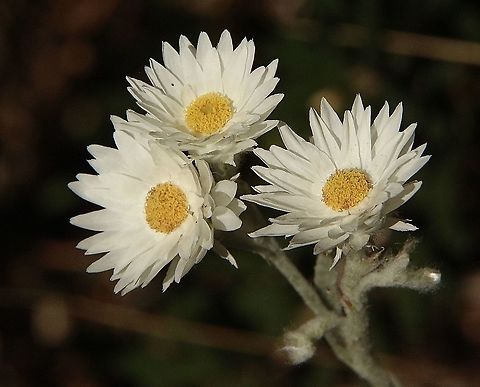 Woolly Everlasting - Argentipallium blandowskianum  Argentipallium blandowskianum,Australia,Eamw flora,Geotagged,Summer,Woolly Everlasting