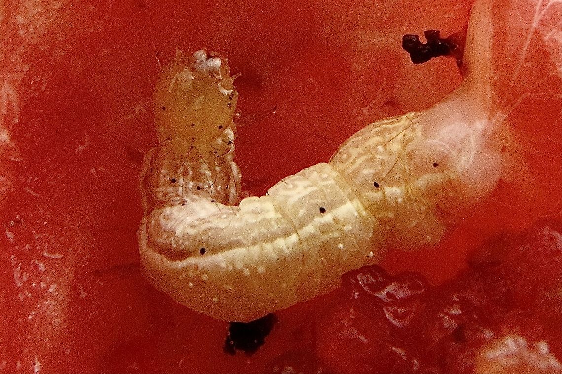 Cotton bollworm - Helicovera armigera Found inside one of my only tomatoes. Australia,Cotton bollworm,Eamw caterpillars,Eamw moth,Geotagged,Helicovera ew,Helicoverpa armigera,Summer