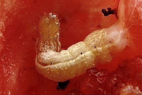 Cotton bollworm - Helicovera armigera Found inside one of my only tomatoes. Australia,Cotton bollworm,Eamw caterpillars,Eamw moth,Geotagged,Helicovera ew,Helicoverpa armigera,Summer