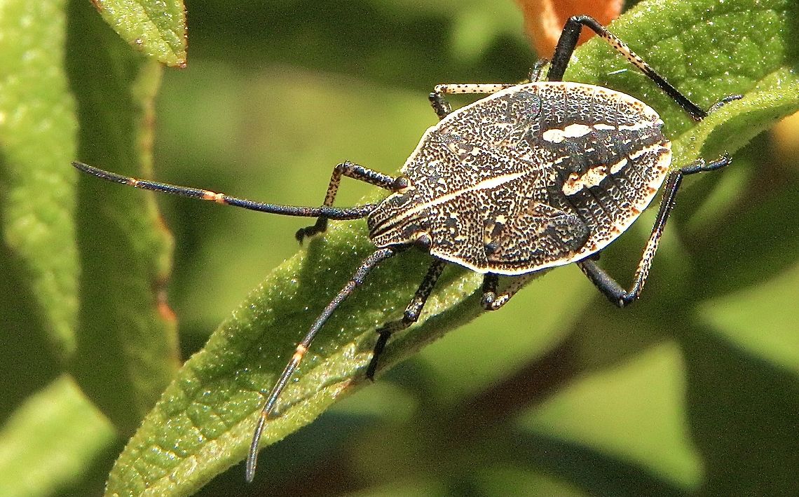 Gum tree shield bug in genus Poecilometis  Australia,Eamw shield bugs,Geotagged,Summer