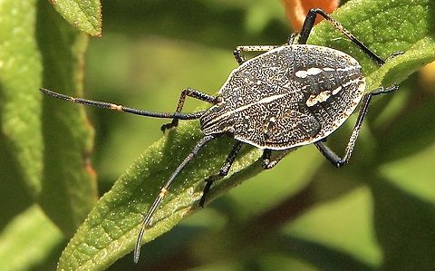 Gum tree shield bug in genus Poecilometis  Australia,Eamw shield bugs,Geotagged,Summer
