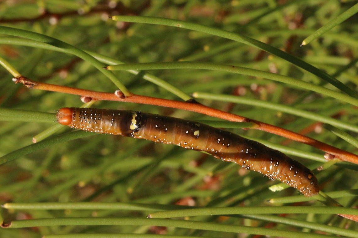 Hakea wine moth caterpillar - Oenochroma vinaria On Hakea rostrata bush Australia,Eamw caterpillars,Eamw moth,Geotagged,Mount Billy Conservation Park,Oenochroma ew,Oenochroma vinaria,Pink-bellied moth,Summer