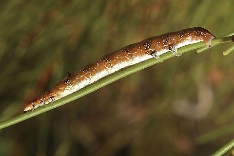 Hakea wine moth caterpillar - Oenochroma vinaria Found feeding on Hakea rostrata Australia,Eamw caterpillars,Eamw moth,Geotagged,Oenochroma,Oenochroma vinaria,Pink-bellied moth,Summer