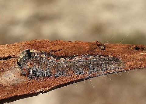 Unidentified species of caterpilar found under bark of a unidentified eucalyptus tree species Still working on it Australia,Eamw caterpillars,Eamw moth,Geotagged,Summer,unidentified