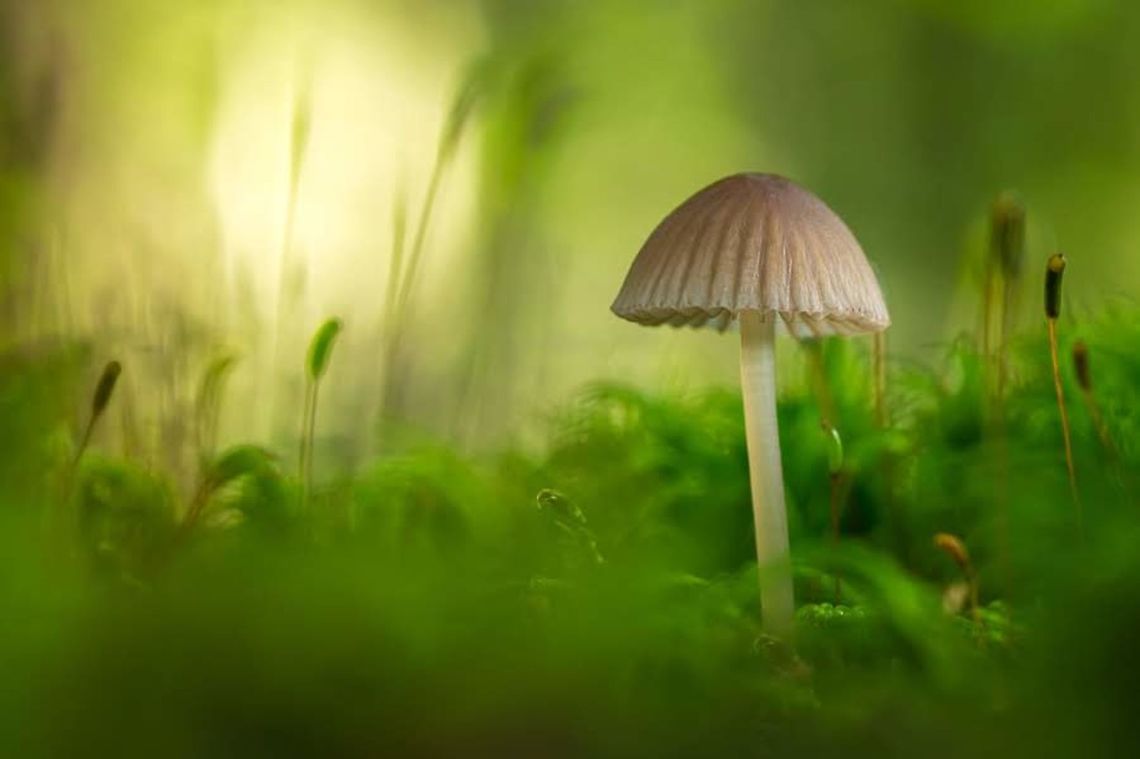 Coprinellus disseminatus Spotted September 2017. Australia,Coprinellus disseminatus,Eamw fungi,Geotagged,Trooping Crumble Cap