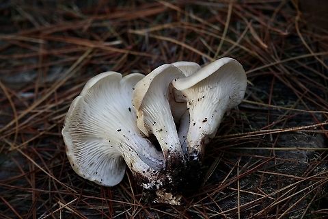 Ghost fungus - Omphalotus nidiformis Showing details of gills Australia,Eamw fungi,Fall,Geotagged,Ghost fungus,Omphalotus nidiformis