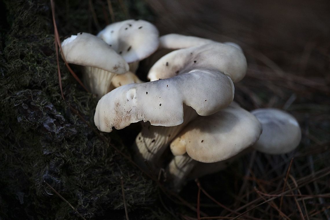 Ghost fungus - Omphalotus nidiformis Found in mature Pinus radiate plantation Australia,Eamw fungi,Fall,Geotagged,Ghost fungus,Omphalotus nidiformis