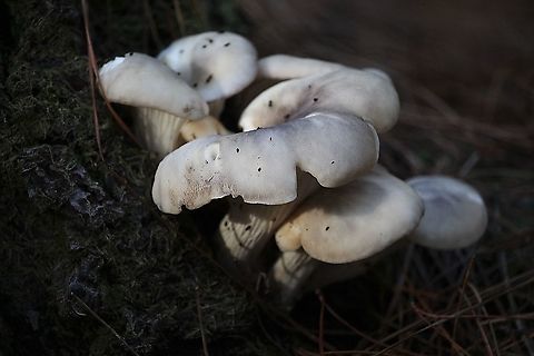 Ghost fungus - Omphalotus nidiformis Found in mature Pinus radiate plantation Australia,Eamw fungi,Fall,Geotagged,Ghost fungus,Omphalotus nidiformis