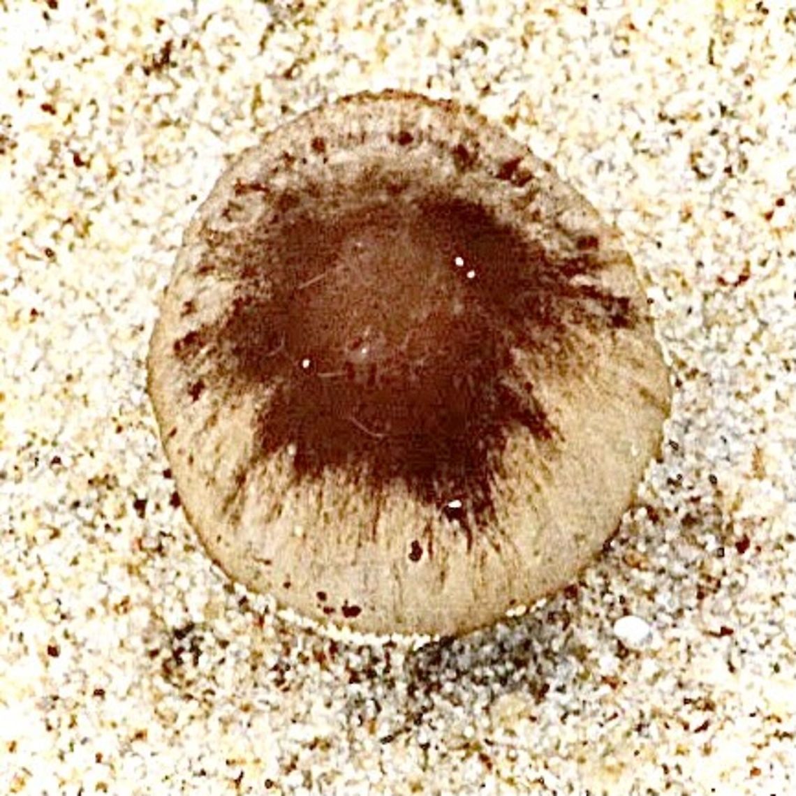 Psathyrella ammophila Stem approximately 50 mm and cap 40 mm. Found in ocean dunes in only sand  with no other plants nearby.the observation date is 15.1.2015 Australia,Eamw fungi,Geotagged,Psathyrella ammophila