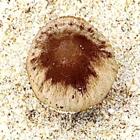 Psathyrella ammophila Stem approximately 50 mm and cap 40 mm. Found in ocean dunes in only sand with no other plants nearby.the observation date is 15.1.2015 Australia,Eamw fungi,Geotagged,Psathyrella ammophila