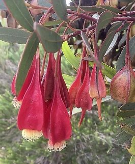 Fuschia gum - Eucalyptus dolichorhyncha A species of Eucalyptus from Western Australia , but often found in other states as a roadside planing . Australia,Eamw flora,Eamw mistletoe,Eucalyptus dolichorhyncha,Fuschia gum,Geotagged,Summer
