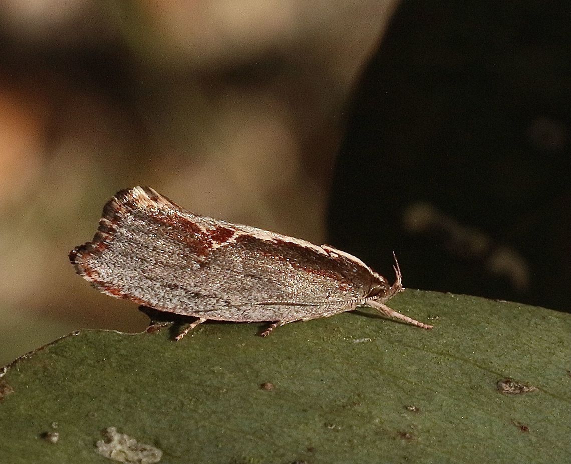 Archaereta dorsivittella  Archaereta,Archaereta dorsivittella,Australia,Eamw moth,Geotagged,Summer