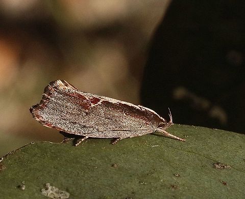 Archaereta dorsivittella