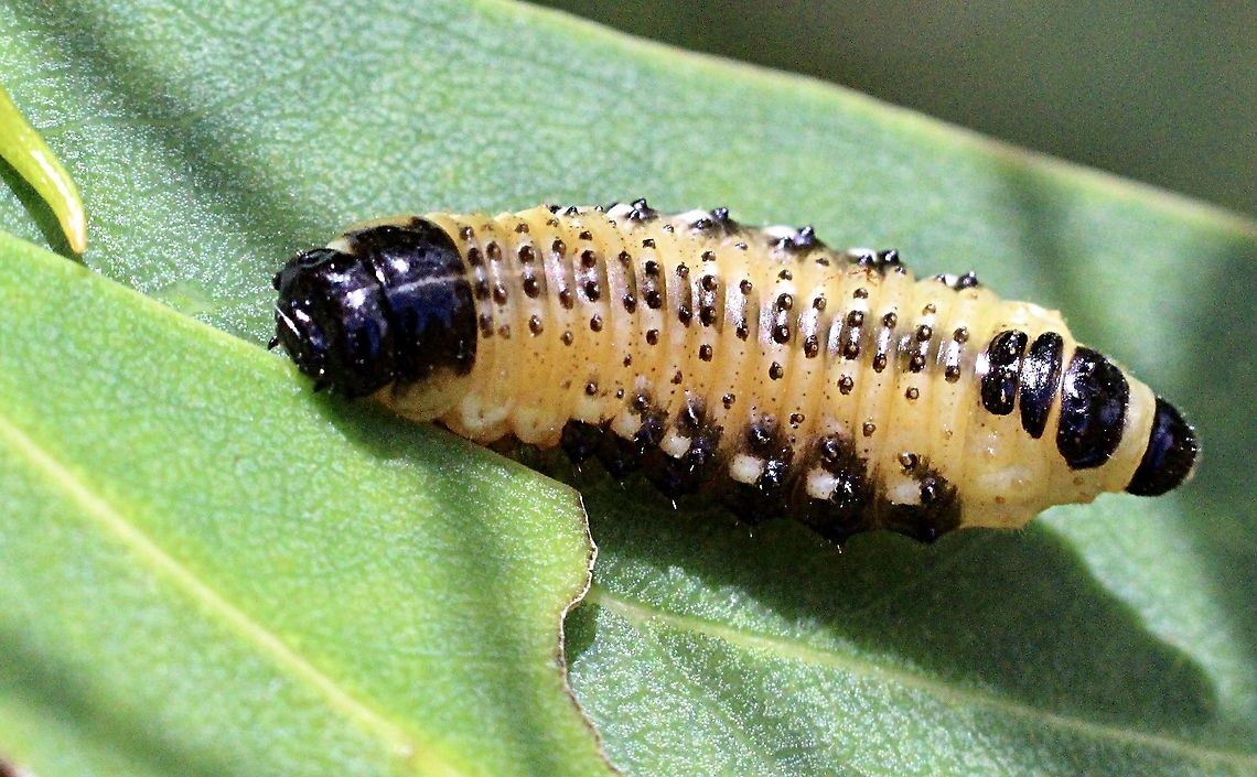 Speckled eucalyptus leaf beetle - Paropsis atomaria  Australia,Eamw beetles,Geotagged,Paropsis atomaria,Speckled eucalyptus leaf beetle,Spring