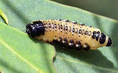Speckled eucalyptus leaf beetle - Paropsis atomaria  Australia,Eamw beetles,Geotagged,Paropsis atomaria,Speckled eucalyptus leaf beetle,Spring