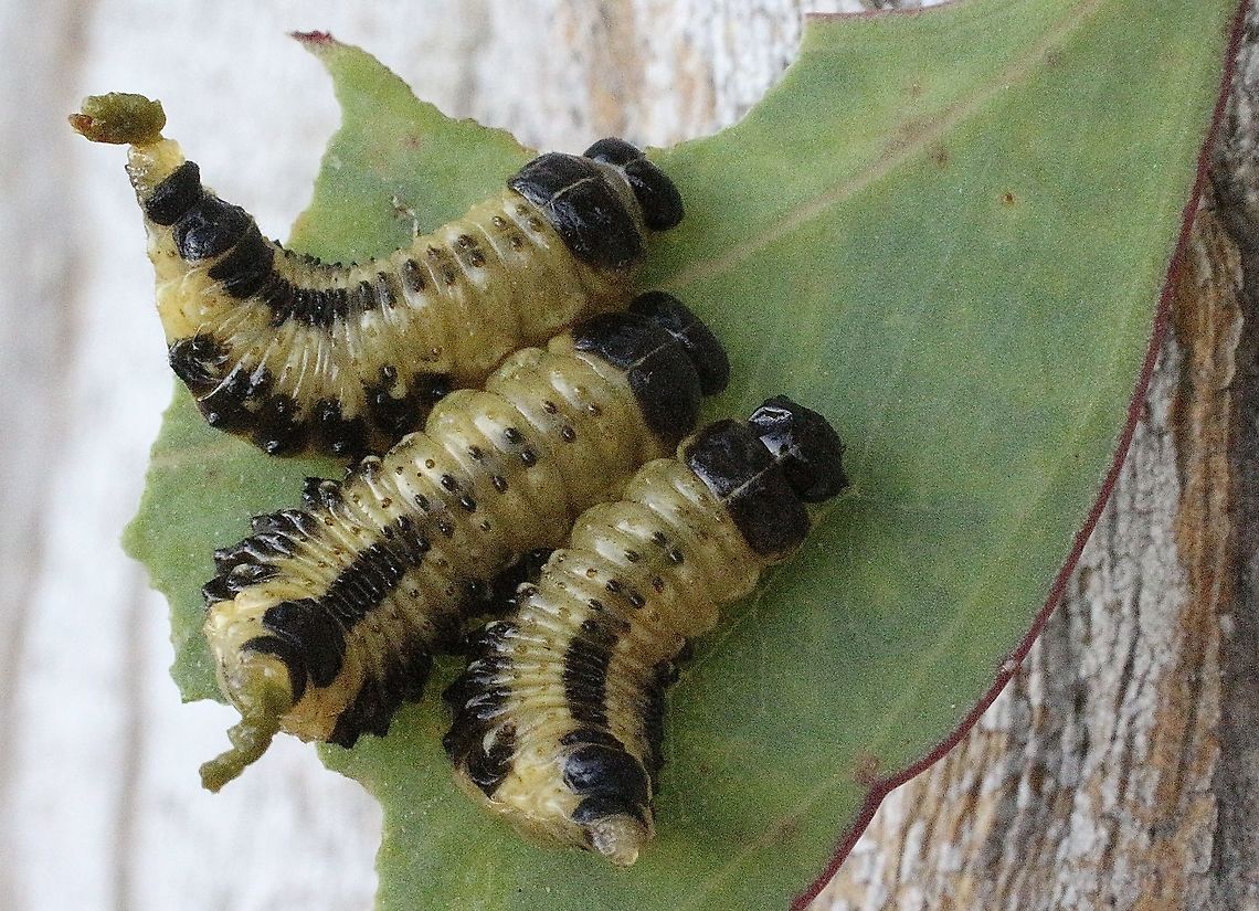 Speckled eucalyptus leaf beetle - Paropsis atomaria  Bairnsdale vic,Eamw beetles,Paropsis atomaria,Speckled eucalyptus leaf beetle