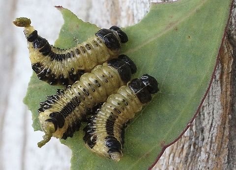 Speckled eucalyptus leaf beetle - Paropsis atomaria  Bairnsdale vic,Eamw beetles,Paropsis atomaria,Speckled eucalyptus leaf beetle