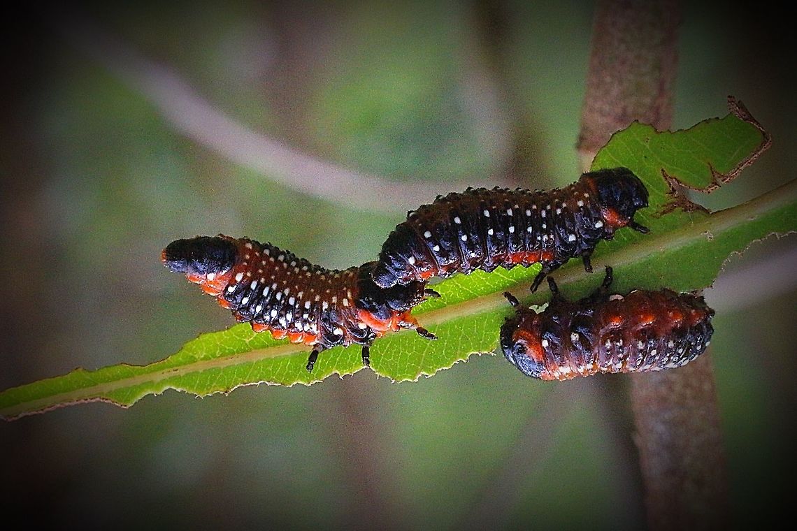 Eucalyptus leaf beetle - Paropsis variolosa Date spotted 15.11.2015 Australia,Eamw beetles,Geotagged,Karana Downs Qld,Paropsis variolosa