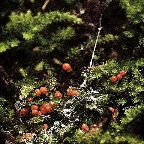 Unidentified slime mould  amongst moss . Found in a fern gully. Dare of observation June 2015 Australia,Eamw fungi,Geotagged,Trichia decipiens