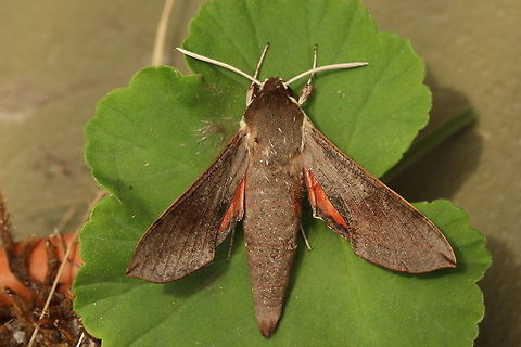 Hippotion scrofa Found in the morning under a street light Australia,Eamw moth,Geotagged,Hippotion,Hippotion scrofa,Spring