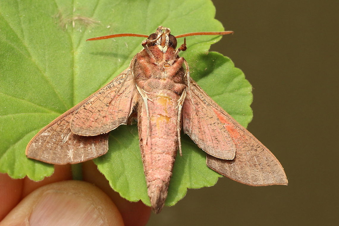 Hippotion scrofa Chilled in fridge to get a photo of the underside. Australia,Eamw moth,Geotagged,Hippotion ew,Hippotion scrofa,Spring