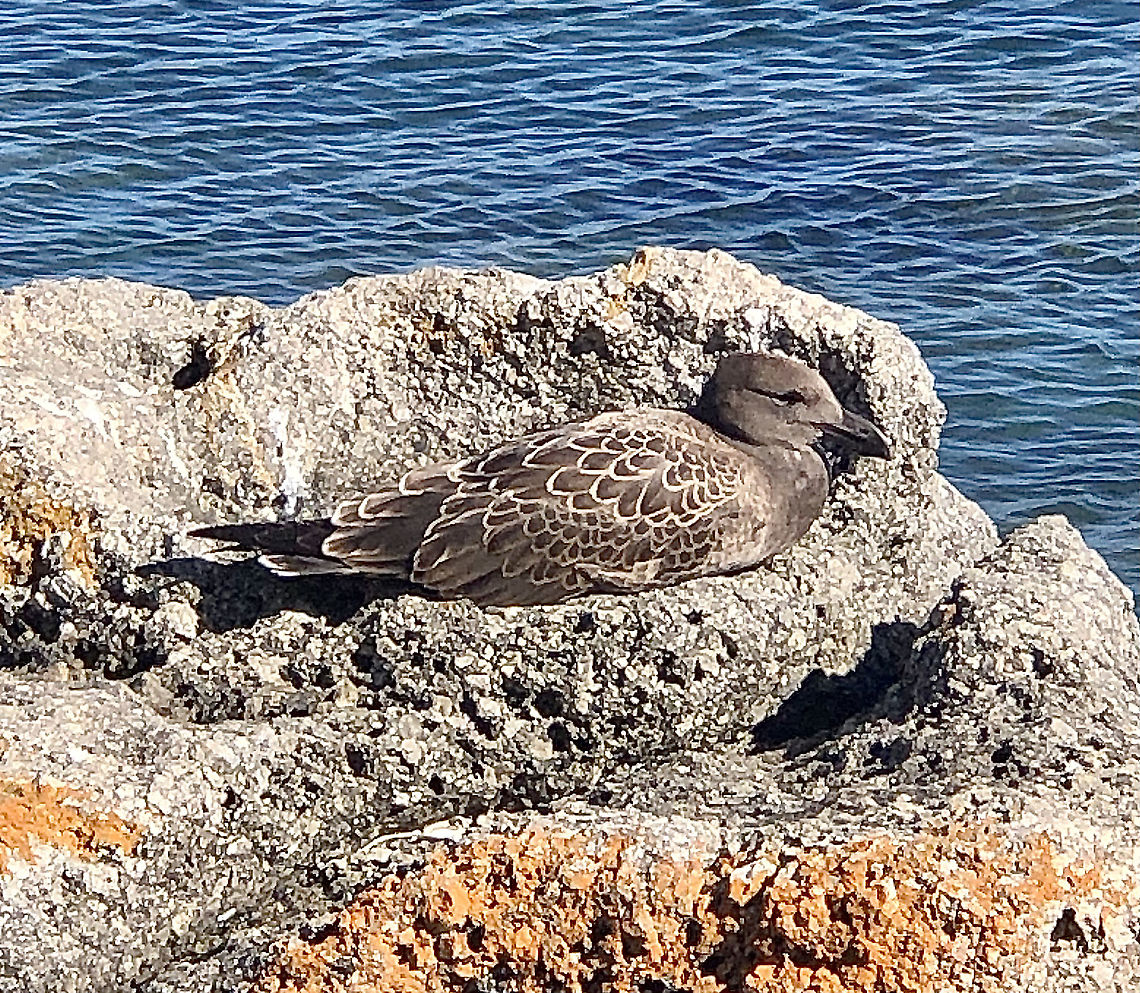 Pacific Gull - Larus pacificus Juvenile bird Australia,Eamw birds,Geotagged,Larus pacificus,Pacific Gull