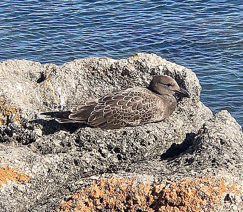 Pacific Gull - Larus pacificus Juvenile bird Australia,Eamw birds,Geotagged,Larus pacificus,Pacific Gull