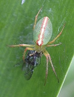 Slender green orbweaver - Araneus talipedatus Seems to be a very variable species. Araneus talipedatus,Australia,Eamw spiders,Geotagged,Green Araneid spider,Spring