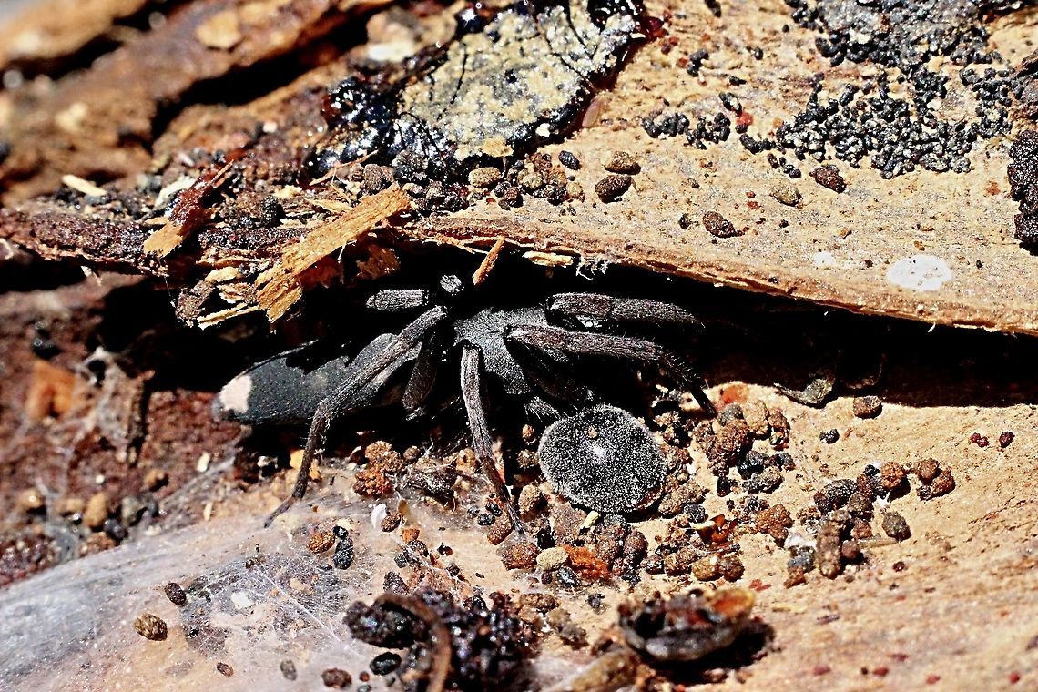 White - tailed spider - Lampona cylindrata Found under bark with a small(4mm) black beetle living with it.<br />
The beetle is possibly genus Bucolellus  Australia,Eamw spiders,Geotagged,Lampona cylindrata,Spring,White-tailed spider