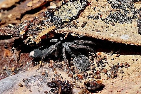 White - tailed spider - Lampona cylindrata Found under bark with a small(4mm) black beetle living with it.
The beetle is possibly genus Bucolellus  Australia,Eamw spiders,Geotagged,Lampona cylindrata,Spring,White-tailed spider