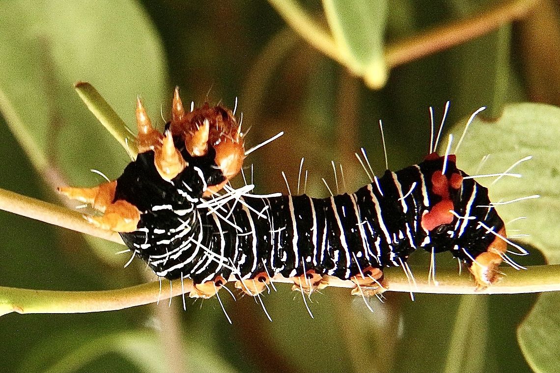 Comocrus behri Caterpillar feeding on mistletoe. The adult is a day flying moth. Australia,Comocrus behri,Comocrus ew,Eamw caterpillars,Eamw moth,Geotagged,Summer