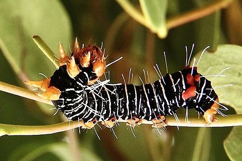 Comocrus behri Caterpillar feeding on mistletoe. The adult is a day flying moth. Australia,Comocrus behri,Comocrus ew,Eamw caterpillars,Eamw moth,Geotagged,Summer