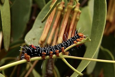 Comocrus behri caterpillar on mistletoe with the unopened flower in the background The mistletoe species is Lysiana exocarpi Australia ew,Comocrus behri,Comocrus ew,Eamw caterpillars,Eamw moth,Jan 2021,Mistletoe Moth,Sa Aust