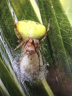 White - winged Araneus - Araneus albottriangulus Female with her eggsack. Araneus albotriangulus,Australia,Eamw spiders,Geotagged,Summer,White-winged Araneus