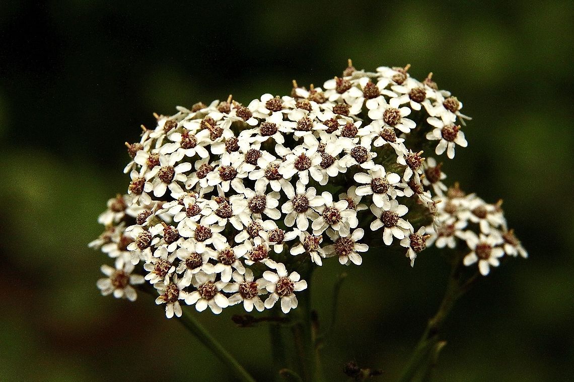 Mountain daisy - Ixodia achilleoides  Australia,Eamw flora,Geotagged,Ixodia  achillaeoides,Summer