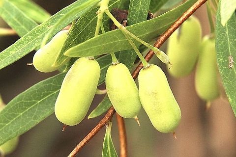 Sweet apple- berry fruit - Billardiera cymosa The sweet apple berry is a small, wiry, light climbing plant with  narrow to oblong pointed leaves and attractive cream to pink, to mauve to bluish white tubular flowers with flared tips borne in clusters. The fruits are green to blackish , sometimes reddish,  and  when mature are known to be edible. As a bush food  species it is gaining popularity, and as a native species is quite easy to propagate. It has an aniseed like flavour, although over ripe fruit are said to be sweet. Indigenous use  of this bush tucker was once the fruit were ripe and had fallen to the ground. Australia,Billardiera cymosa,Eamw flora,Geotagged,Summer,Sweet apple-berry