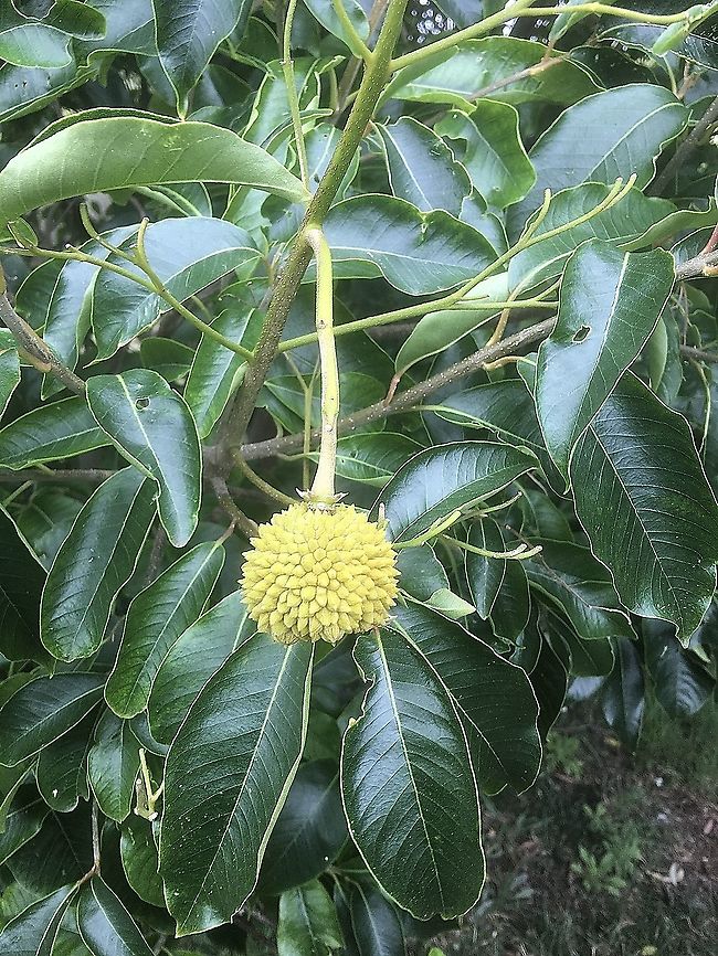 Cape chestnut - Calodendrum capensis Introduced from South Africa to Australia and is used as an ornamental plant.  Australia,Calodendrum capense,Cape chestnut,Eamw flora,Geotagged,Summer
