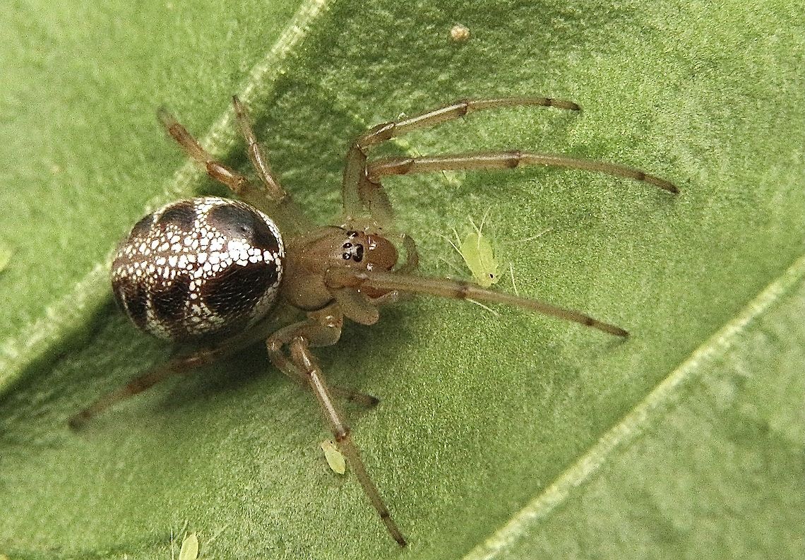Leaf curling spider - Phonognatha graeffei, Eamw spiders  Australia,Eamw spiders,Geotagged,Leaf curling spider,Phonognatha graeffei,Summer