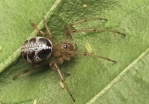 Leaf curling spider - Phonognatha graeffei, Eamw spiders  Australia,Eamw spiders,Geotagged,Leaf curling spider,Phonognatha graeffei,Summer