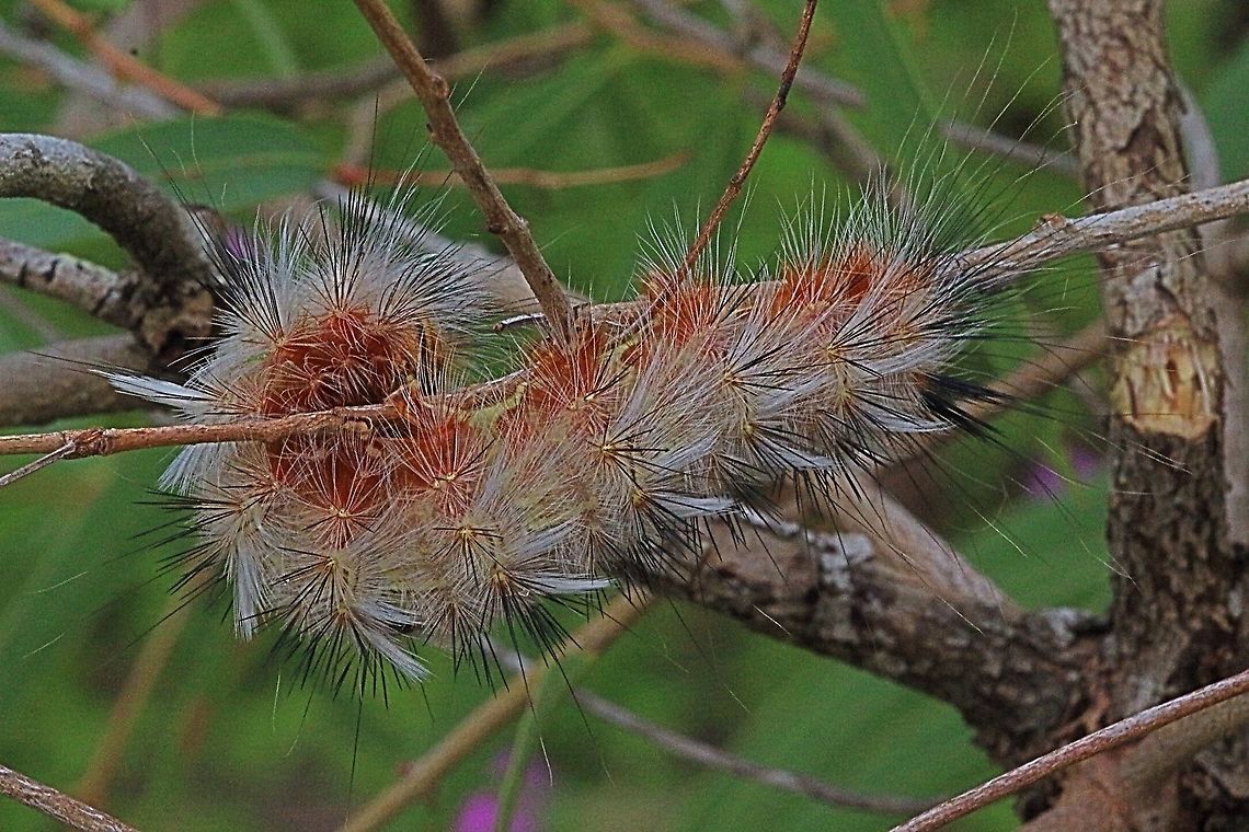 Unidentified moth caterpilar Possibly Anthela  Australia,Eamw caterpillars,Eamw moth,Geotagged,unidentified
