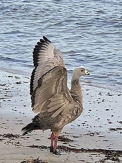 Cape Barren goose - Cereopsis novaehollandiae The Cape Barren Goose is able to drink salty or brackish water, allowing many of them to remain on offshore islands all year round. Australia,Cape Barren goose,Cereopsis novaehollandiae,Eamw birds,Geotagged
