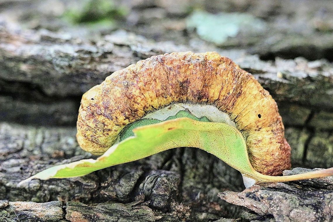 Unidentified Gall growth on eucalyptus leaf  Australia,Eamw wasps,Geotagged,Summer