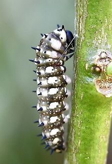 Dainty swallowtail caterpillar - Papilio anactus Dainty swallowtail caterpillar attached itself to a stem of its citrus tree foodplant ready to transform into a pupae.( Note the attachment girdle ) Australia,Dainty swallowtail,Eamw butterflies,Eamw caterpillars,Geotagged,Papilio anactus,Summer