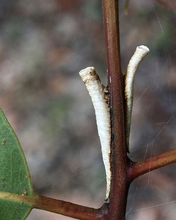 Tube spittle bug structures - Family : Clastopteride The nymphs of this bug live in these calcareous tubes until adult stage. The tubes are found on eucalyptus tree. Australia,Eamw spittlebugs,Geotagged,Summer