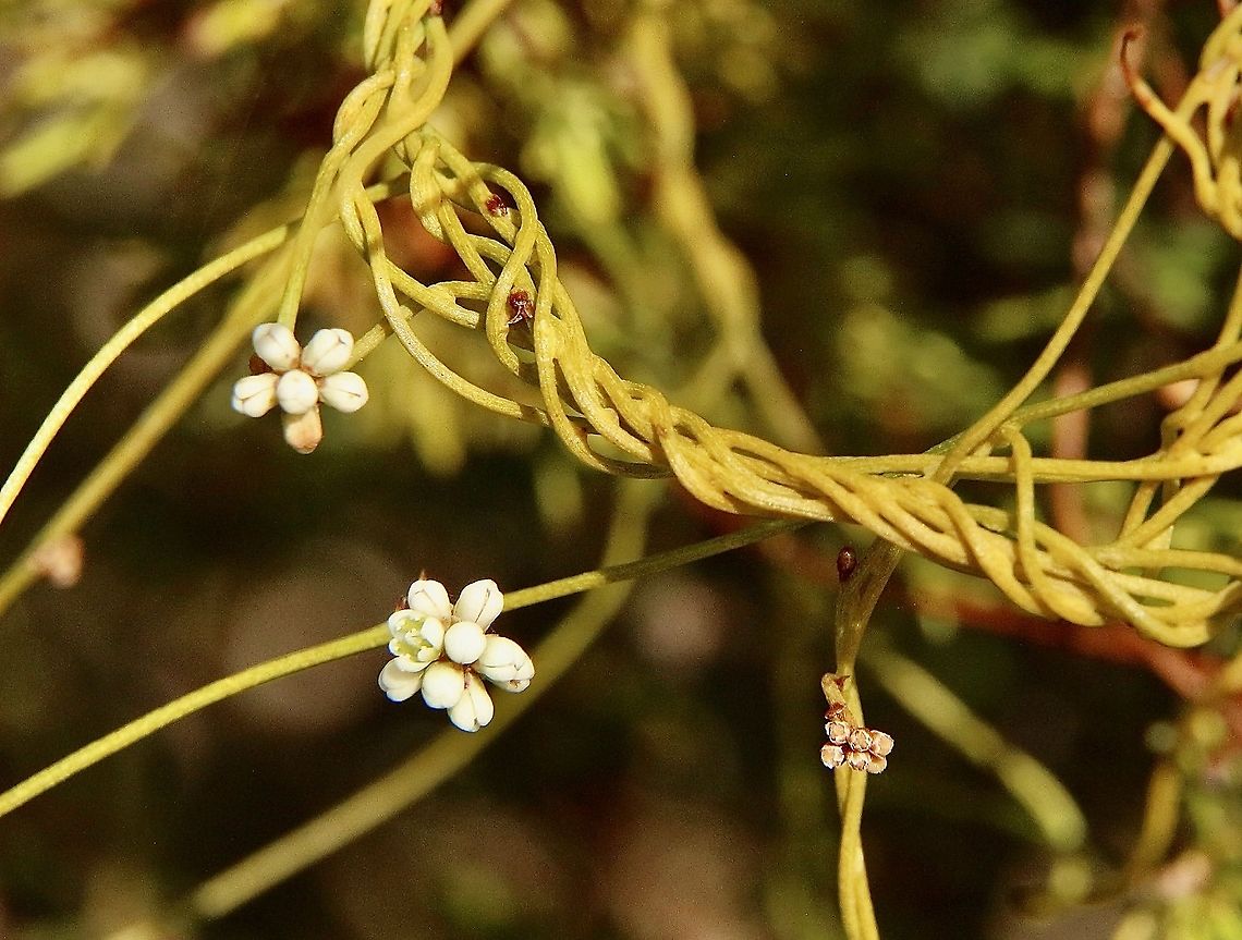Love vine - Cassytha filiformis In flower Australia,Cassytha filiformis,Eamw flora,Geotagged,Summer