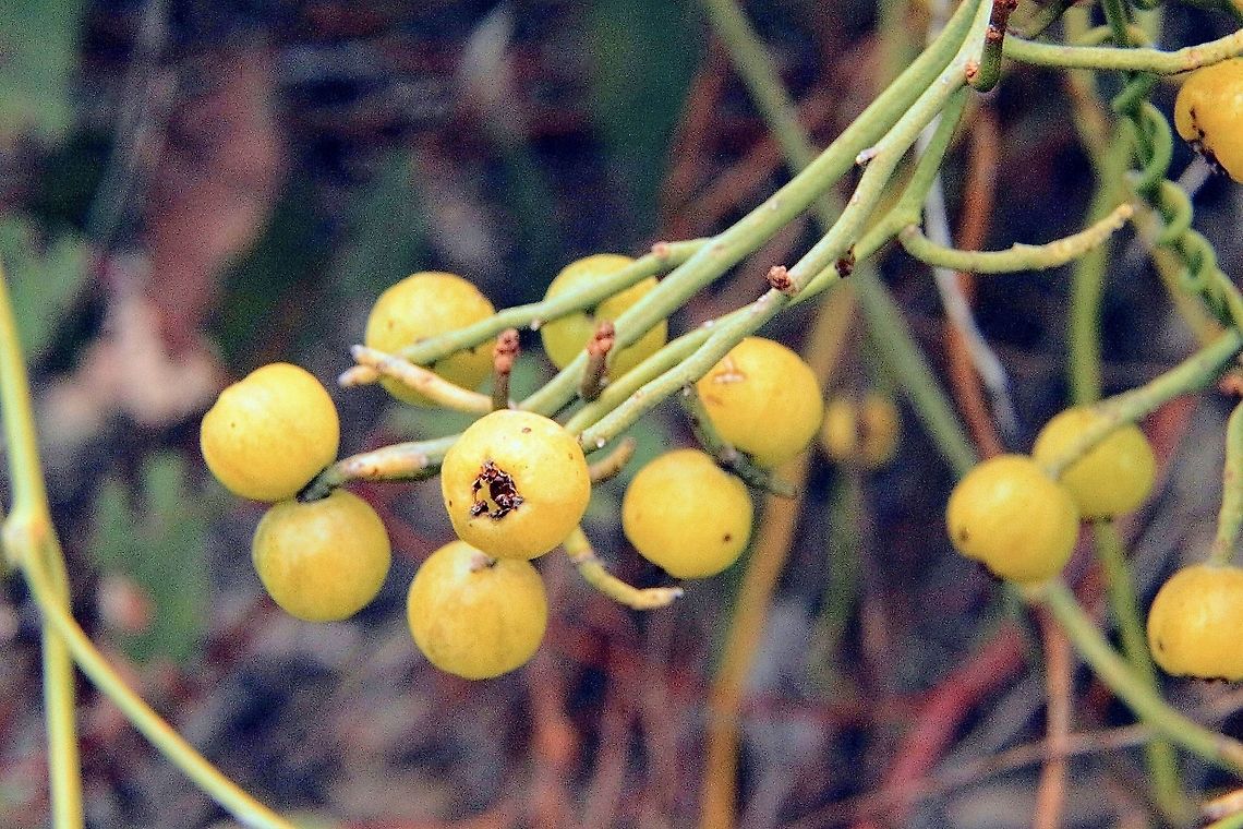 Love vine - Cassytha filiformis It&rsquo;s supposed reputation as an aphrodisiac hasn&rsquo;t been tested by me. Australia,Cassytha filiformis,Eamw flora,Geotagged,Summer