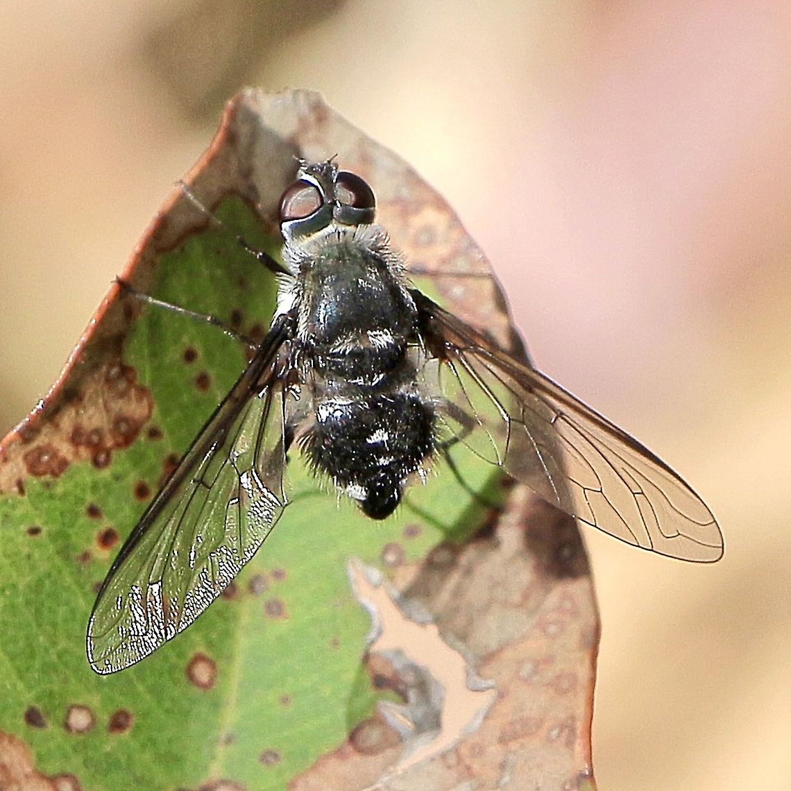 Bee fly : Traxan sp.  Australia,Eamw flies,Geotagged,Summer