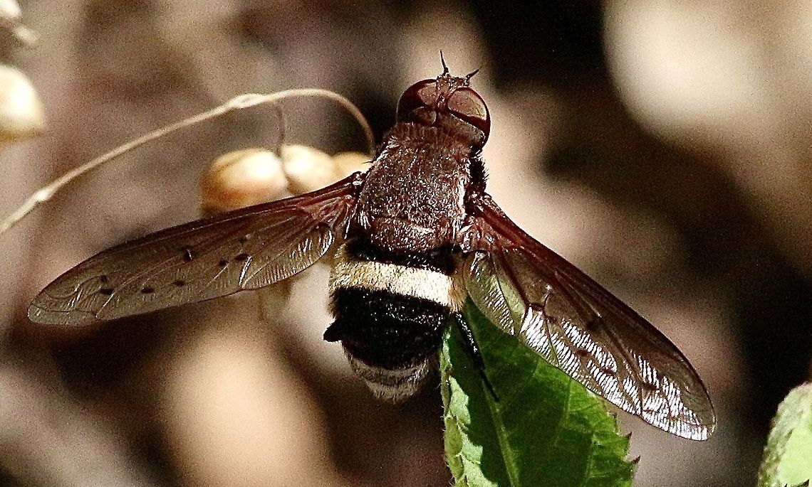 Bee fly : Villa sp. ?  Australia,Eamw flies,Geotagged