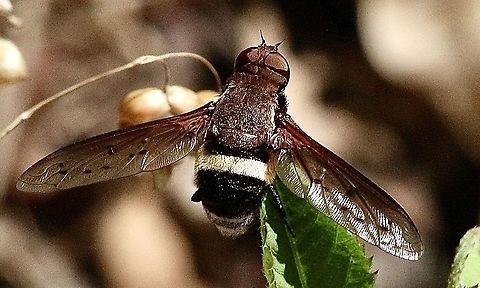 Bee fly : Villa sp. ?  Australia,Eamw flies,Geotagged